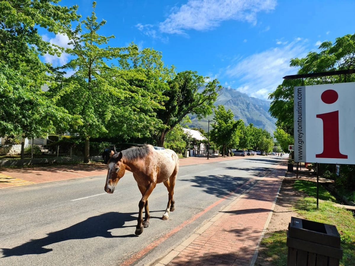 Top 10 Experiences for Couples to Enjoy in Greyton
