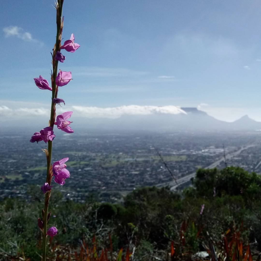tamlyn-amber-wanderlust-tygerberg-nature-reserve