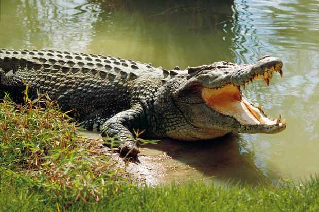 Riverbend Crocodile Farm via Facebook