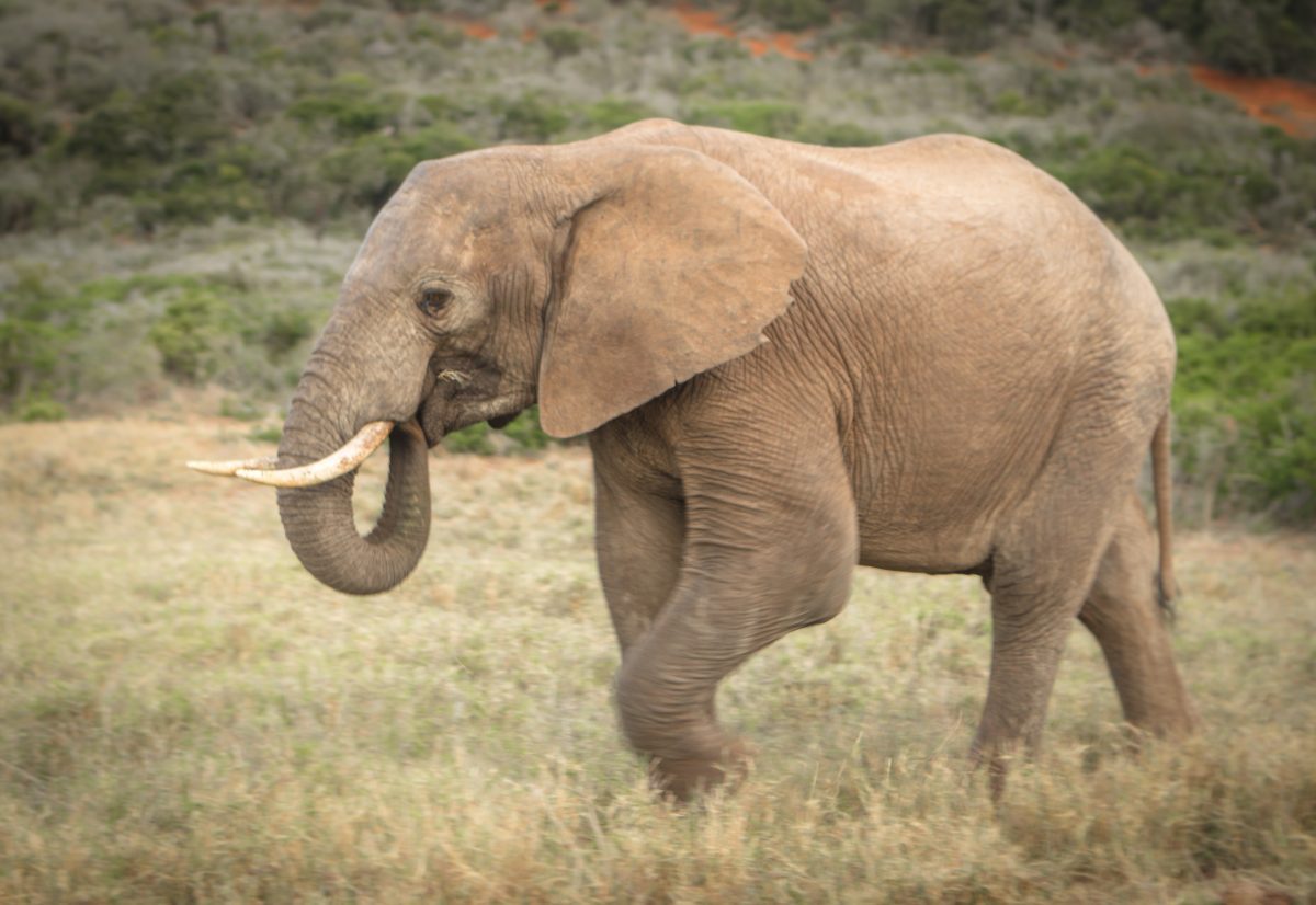 Top 10 Activities for Families to Enjoy near Addo Elephant National Park
