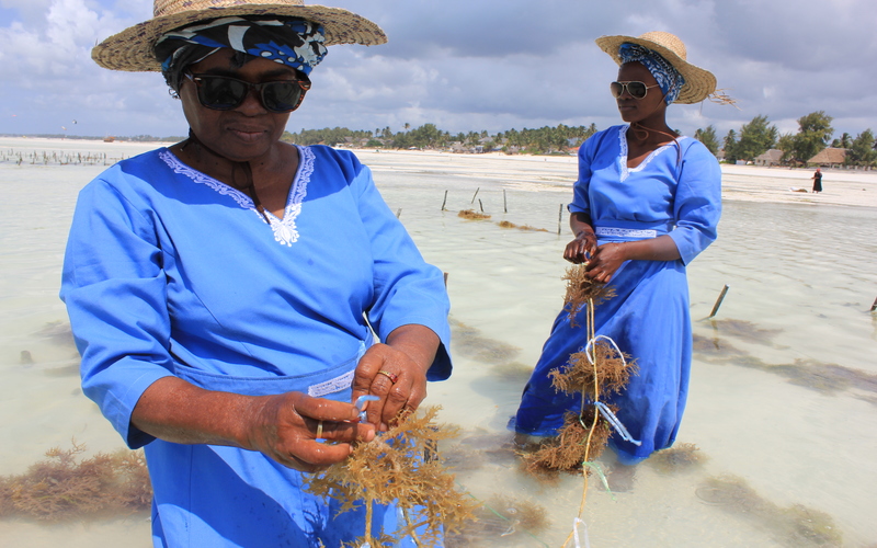 Top Eco-Friendly Activities to do in Zanzibar