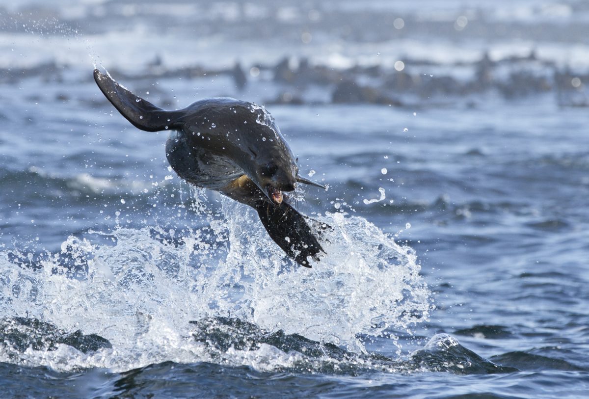sealsnorkeling.com