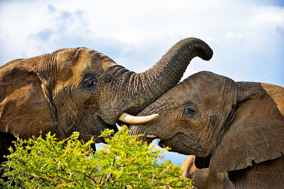 adventures-with-elephants