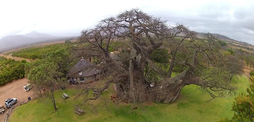 Sunland Baobab