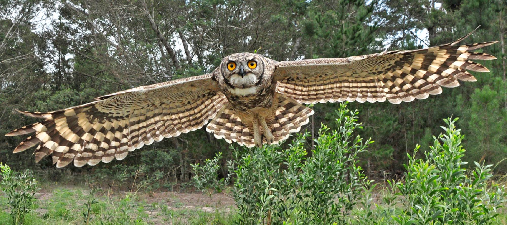 jh-spotted-eagle-owl-2000x890