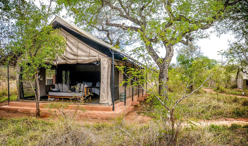 Welcome to the stunning Honeyguide - Khoka Moya in Manyeleti Game Reserve, Mpumalanga, South Africa