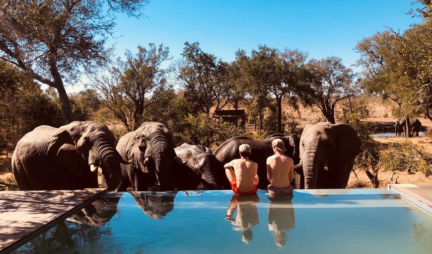 The pool area with wildlife close enought to touch in Manyeleti Game Reserve, Mpumalanga, South Africa