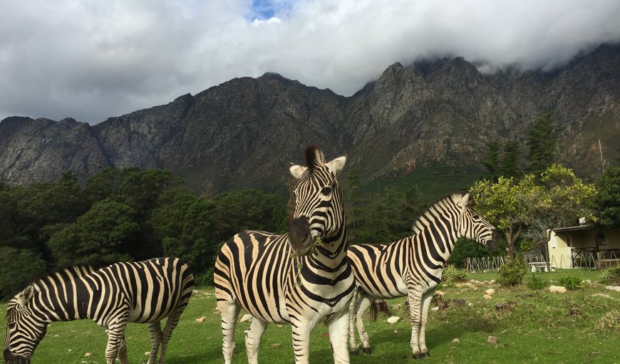 Welcome to Franschoek Cottages in Franschhoek, Western Cape, South Africa