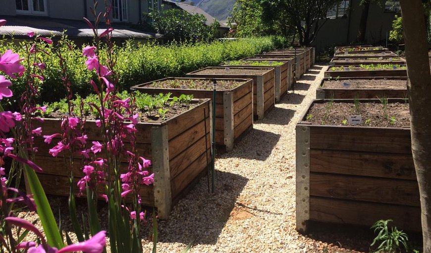 Guests are welcome to pick their salads and vegetables in the organic vegetable gardens and fruit orchard Guests are welcome to pick their salads and vegetables in the organic vegetable gardens and fruit orchard