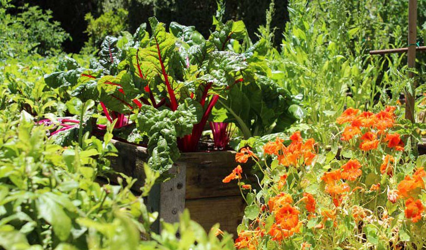 Guests are welcome to pick their salads and vegetables in the organic vegetable gardens and fruit orchard Guests are welcome to pick their salads and vegetables in the organic vegetable gardens and fruit orchard
