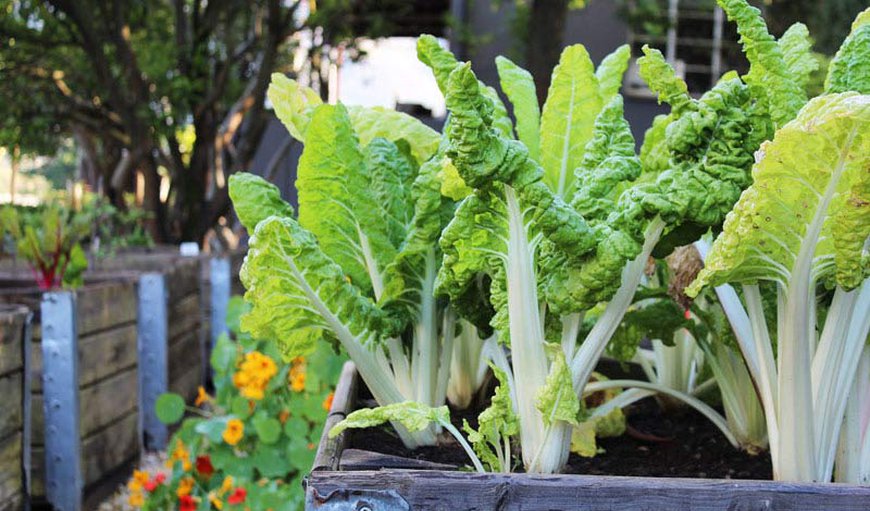 Guests are welcome to pick their salads and vegetables in the organic vegetable gardens and fruit orchard Guests are welcome to pick their salads and vegetables in the organic vegetable gardens and fruit orchard