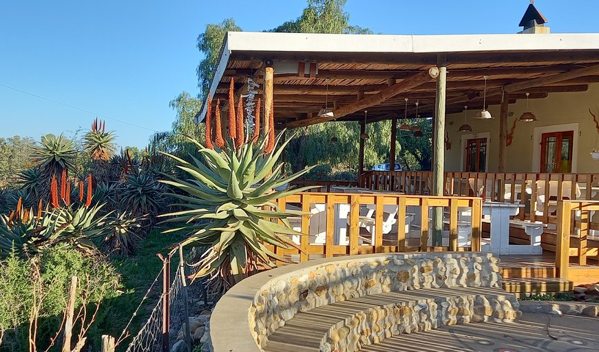 Aloes in bloom at the restaurant (Jun-Jul) in Ladismith, Western Cape, South Africa