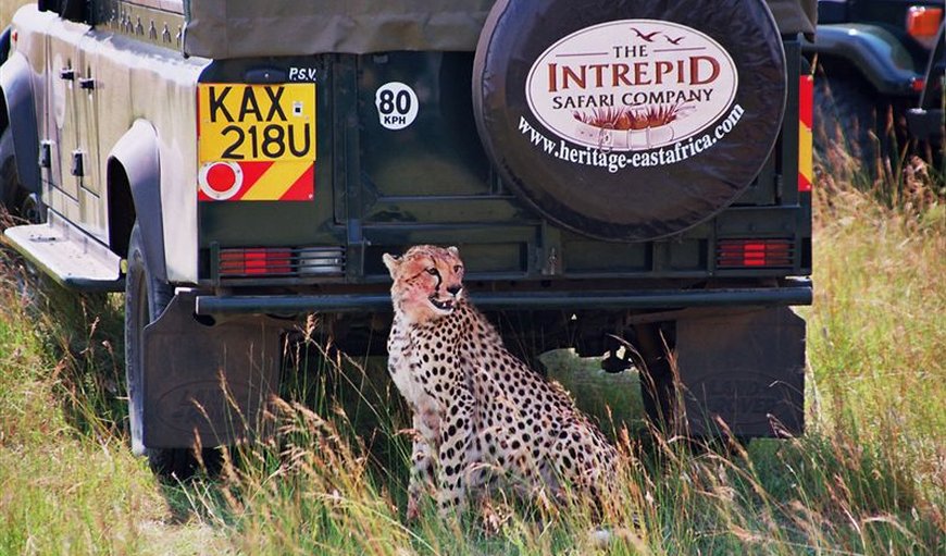 Mara Intrepids in Masai Mara, Rift Valley, Kenya