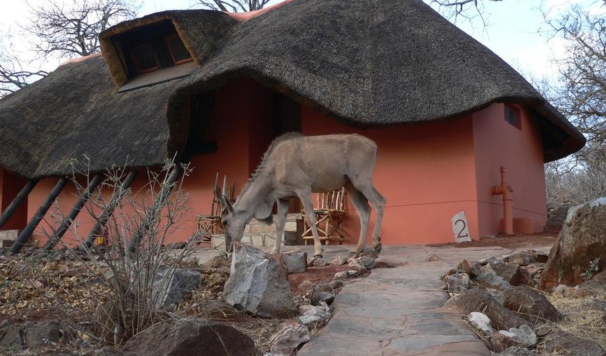 Ohange Namibia Lodge in Otavi, Otjozondjupa, Namibia