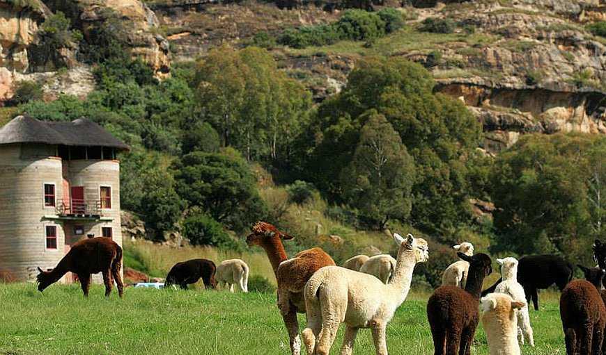 Welcome to FAIRVIEW ESTATES in Fouriesburg, Free State Province, South Africa