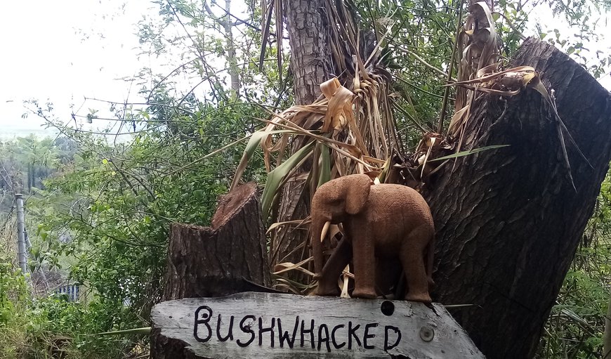 Bushwhacked in Barberton, Mpumalanga, South Africa