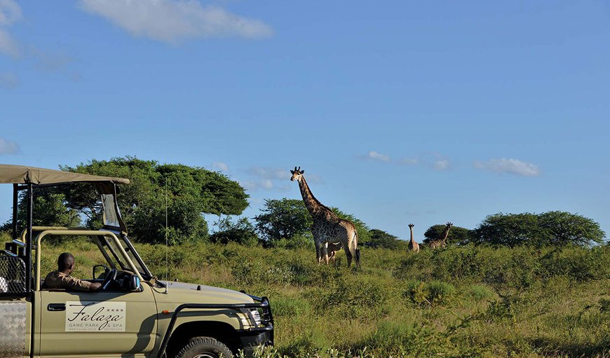 Welcome to Falaza!
Privately owned Falaza Game Park and Spa offers Luxury Tented accommodation and an array of authentic bush experiences in a lush indigenous setting. Welcome to Falaza!
Privately owned Falaza Game Park and Spa offers Luxury Tented accommodation and an array of authentic bush experiences in a lush indigenous setting.