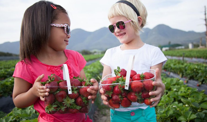 Redberry Farm is situated on a strawberry farm.