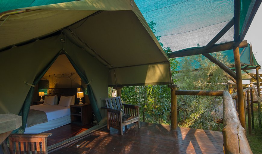 Safari Tent: Safari Tent