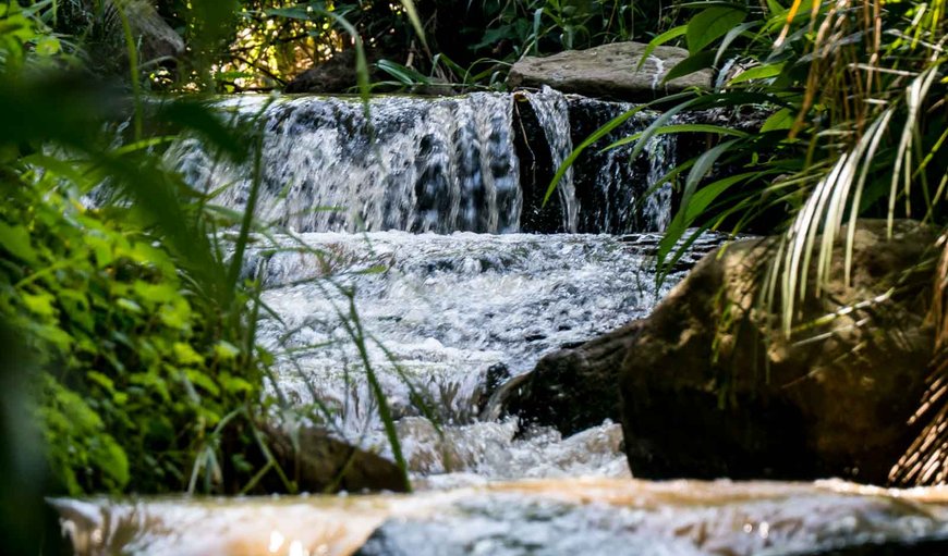 Africa's Eden in Wembly, Pietermaritzburg, KwaZulu-Natal, South Africa