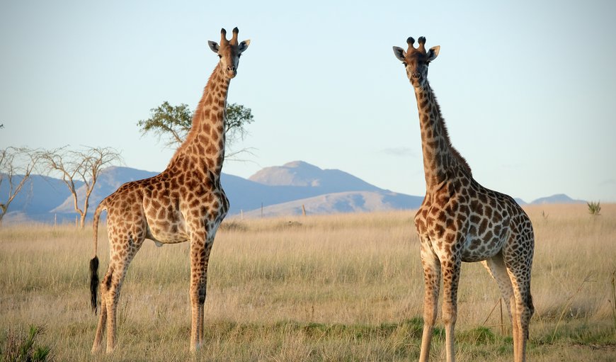 Kwetu Guest Farm in Buffeljagsrivier, Swellendam, Western Cape, South Africa