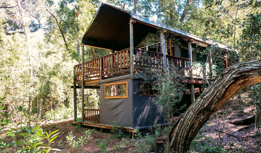 Small Family Tented Treehouse: Small Family Tented Treehouse