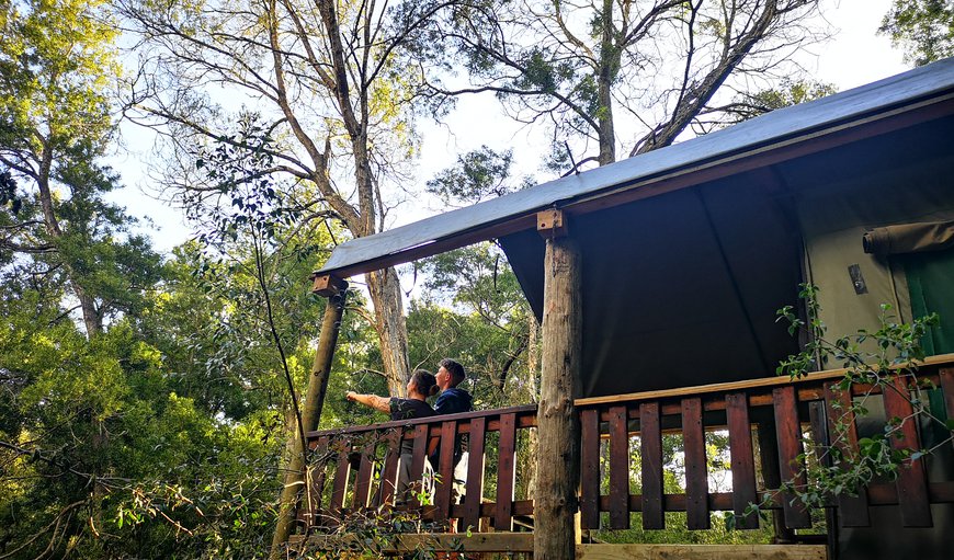 Family Tented Treehouse Sleeper Couch photo 3