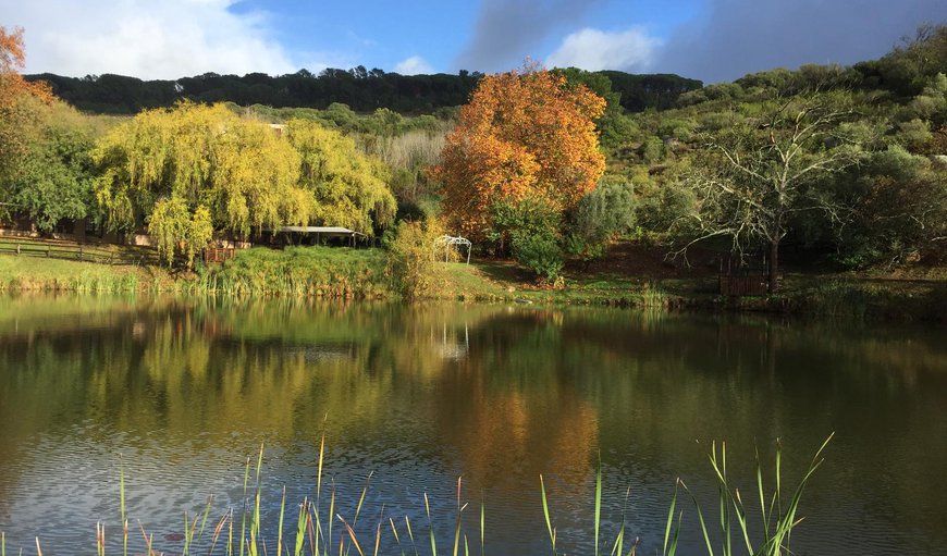 Welcome to Picardie Guest Farm in Southern Paarl, Paarl, Western Cape, South Africa