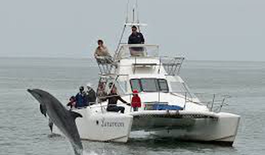 Seal and Dolphin Cruise – Enjoy a leisurely morning on either a boat or catamaran, accompanied by seals, dolphins, pelicans and seagulls – Seal and Dolphin Cruise – Enjoy a leisurely morning on either a boat or catamaran, accompanied by seals, dolphins, pelicans and seagulls –