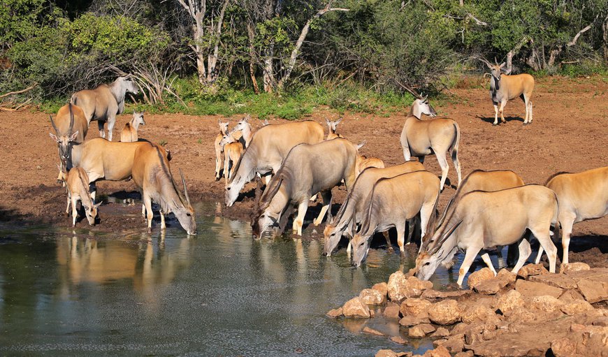Welcome to Zingela Nature Reserve in Tolwe, Limpopo, South Africa
