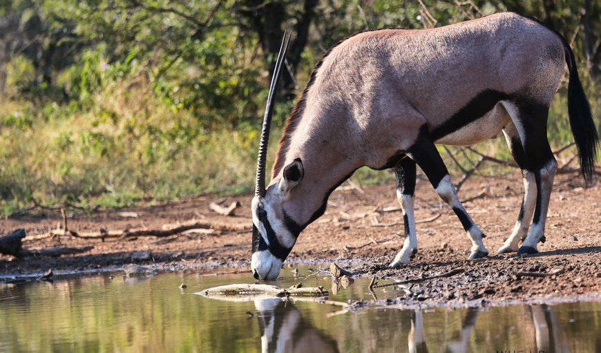Wildlife