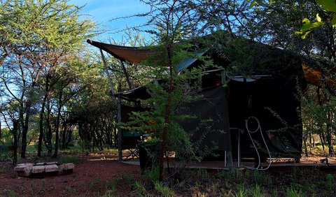 Sickle Bush - Sekelbos: Sickle Bush "Tree Top" Tent
