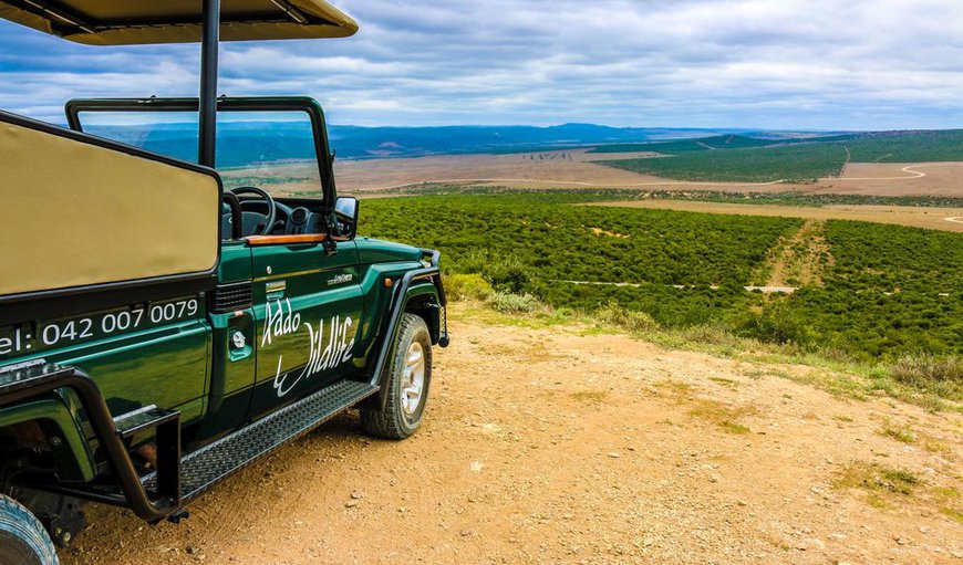 Addo Wildlife in Addo, Eastern Cape, South Africa