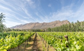 Klein Nektar Wine & Olive Estate image