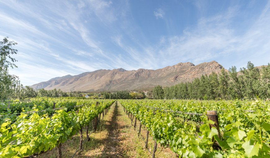 Klein Nektar Wine & Olive Estate in Montagu, Western Cape, South Africa