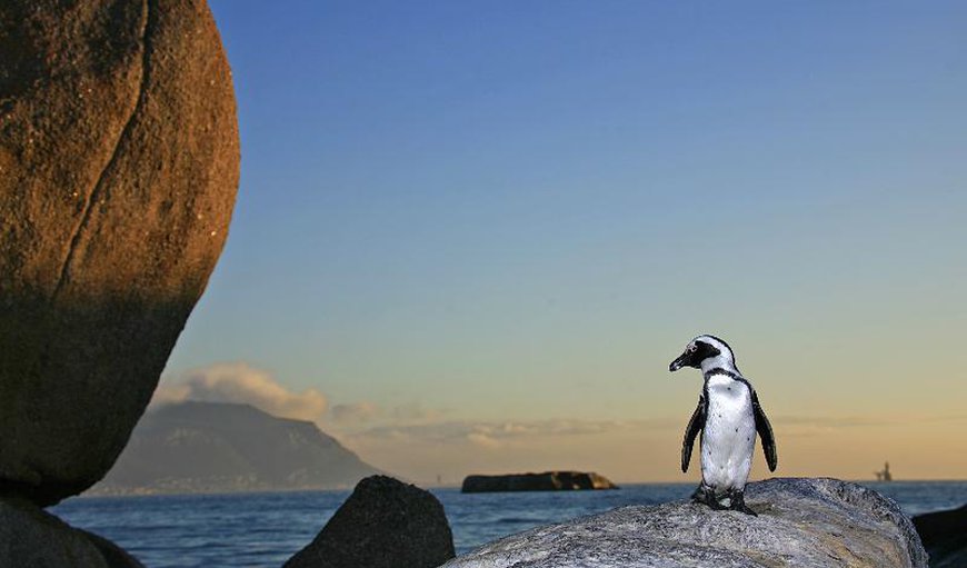 Boulders Beach Penguins