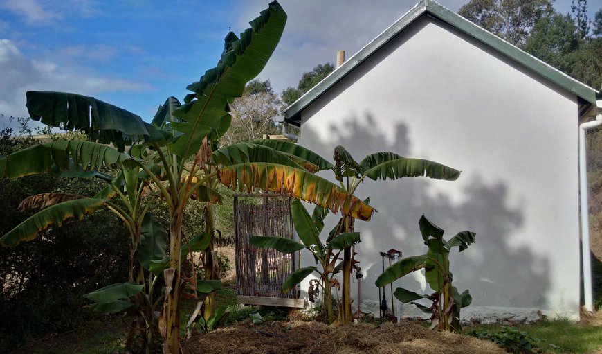 Off-grid cottage for couple: The (young) banana circle at Jansehuis