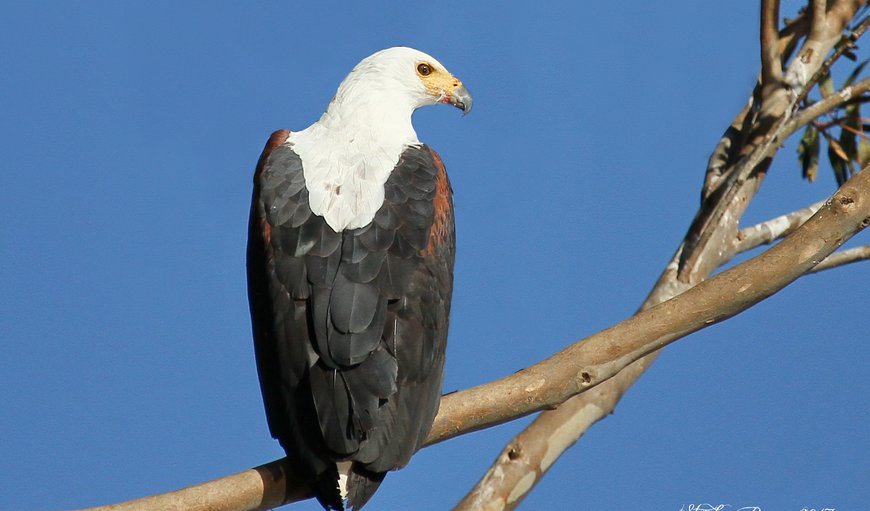 incredible variety of bird species