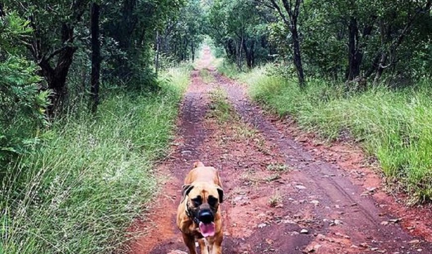 Hiking with dogs!