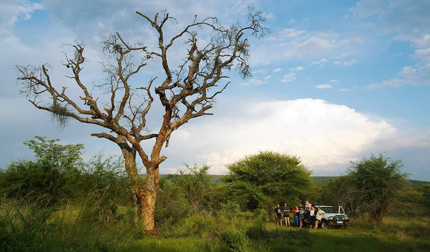 Game Drive in Mookgophong, Limpopo, South Africa