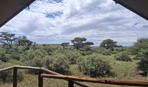 Queen Safari Tent: View