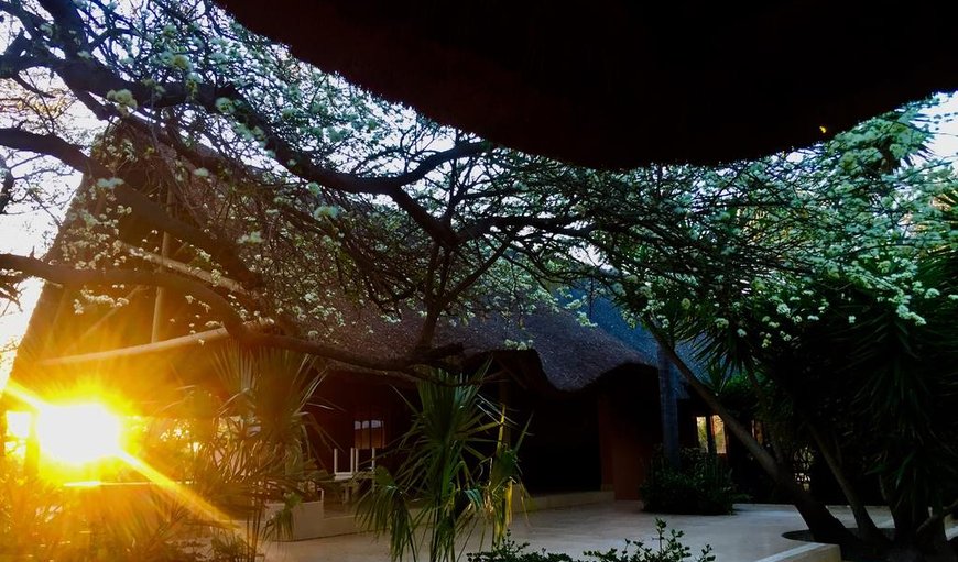 Welcome to Segodi Game Lodge in Lephalale (Ellisras), Limpopo, South Africa