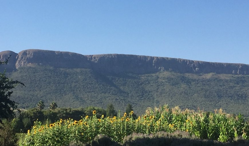 View of Magaliesberg from La Bastide property