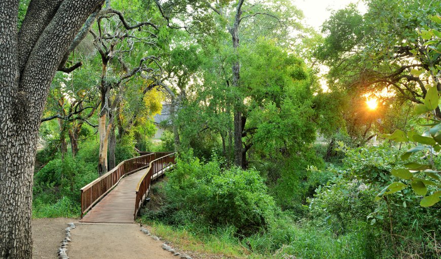Observe and enjoy one of South Africa’s most renowned wildlife experiences at Imbali Safari Lodge, nestled discreetly amidst a canopy of impressive Jackalberry and Tamboti trees in the iconic Kruger National Park. Observe and enjoy one of South Africa’s most renowned wildlife experiences at Imbali Safari Lodge, nestled discreetly amidst a canopy of impressive Jackalberry and Tamboti trees in the iconic Kruger National Park.