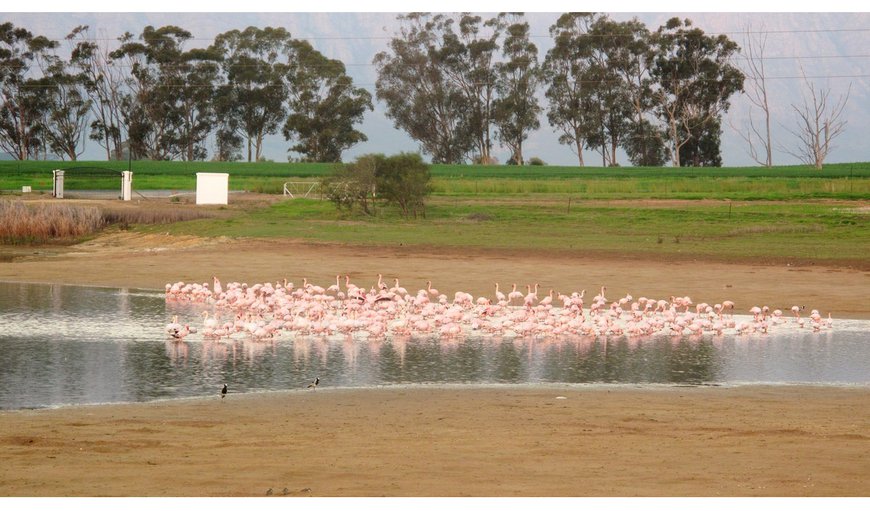 Take a walk to the dam or the dam, enjoy bird watching or fishing – flamingos, fish eagles and blue cranes are all regular visitors.