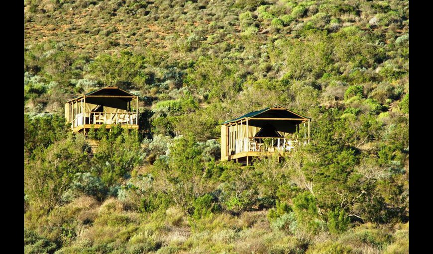 Welcome to Agama Tented Camp. in Garies, Northern Cape, South Africa