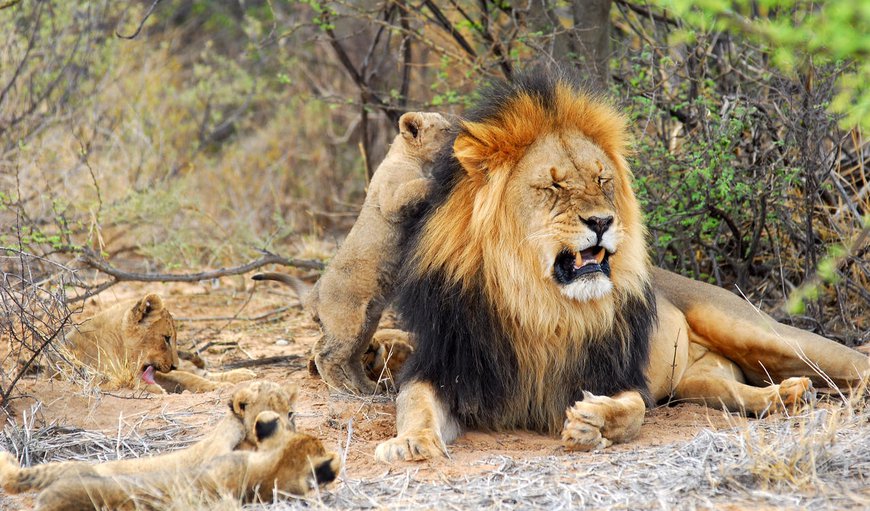 The incredible beauty of the surroundings and the great variety of wildlife make the safari at Tswalu an unforgettable experience. The incredible beauty of the surroundings and the great variety of wildlife make the safari at Tswalu an unforgettable experience.