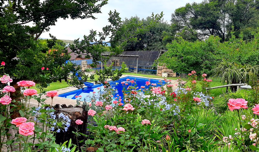 Garden & Pool