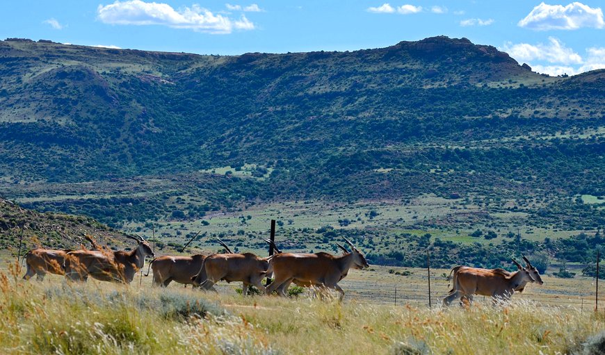Eland - one of the species of antelope that guests can view on a game drive, while cycling or hiking. Eland - one of the species of antelope that guests can view on a game drive, while cycling or hiking.