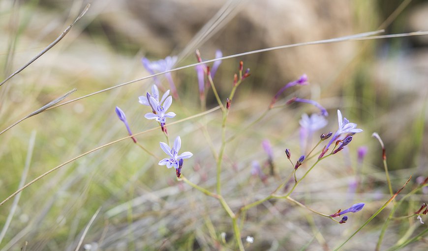 Flora